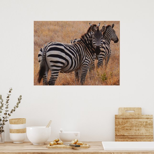 Póster Zebra in Kenya Poster (Cocina)