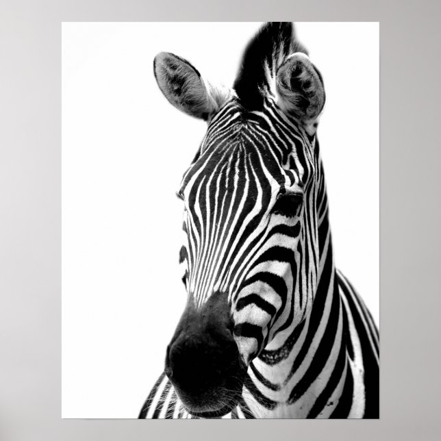 Póster Zebra jungla salvaje foto animal negro y blanco (Frente)