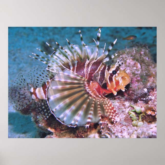 Póster Zebra Lionfish (Frente)