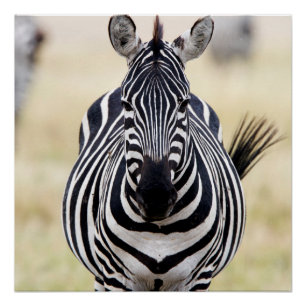 Póster Zebra mirándote