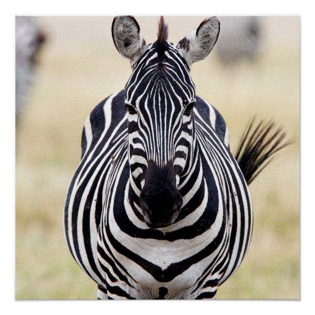 Póster Zebra mirándote (Anverso)