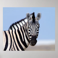 Zebra mirándote con foto de cielo azul