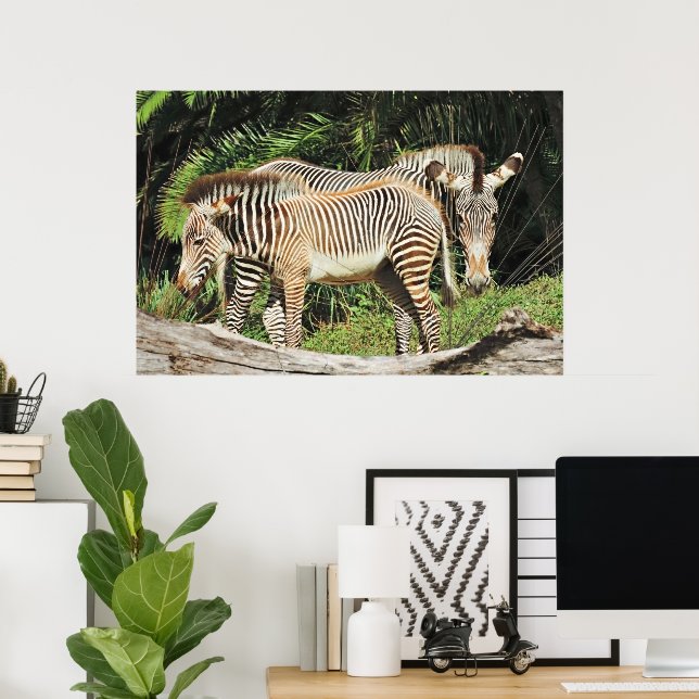 Póster Zebra Mom & Foal 36 x 24 Photo Poster (Oficina en casa)