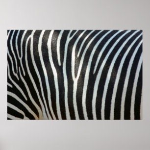 Póster Zebra Stripes 1