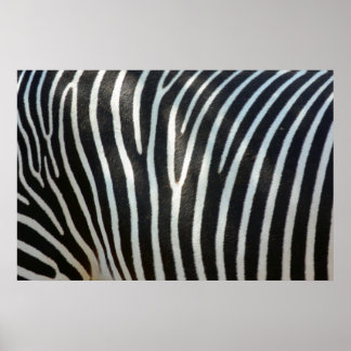 Póster Zebra Stripes 1