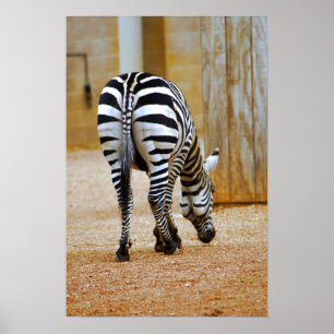 Póster Zebra Tail
