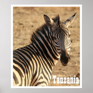 Póster Zebra, Tanzania