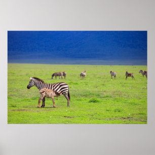 Póster Zebras