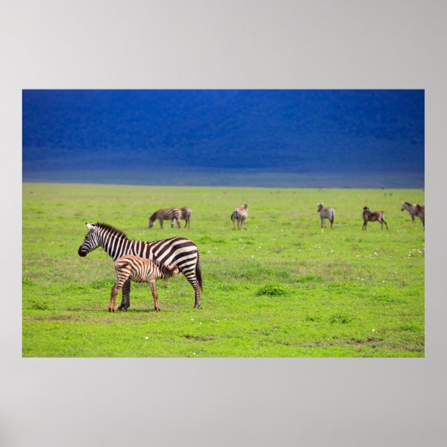 Póster Zebras (Frente)
