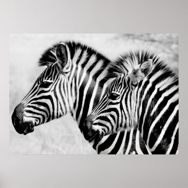 Póster Zebras Animales Vida silvestre Negro y Blanco (Frente)