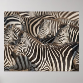 Póster Zebras, Kenya, África