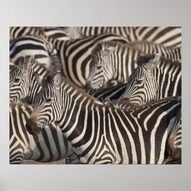 Póster Zebras, Kenya, África (Frente)