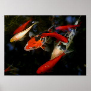 PÓSTER ZEN DE KOI