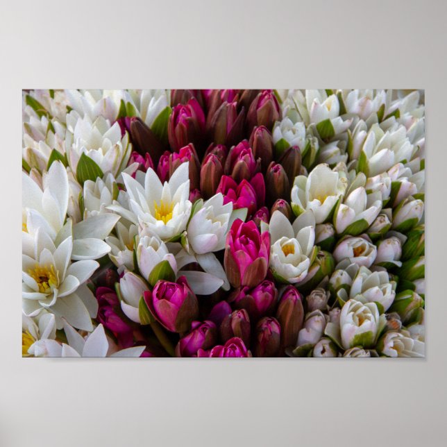 Póster Zen Lotus Flower Bouquet (Frente)