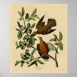 Póster Zenaida Dove de los pájaros de América de John Aud