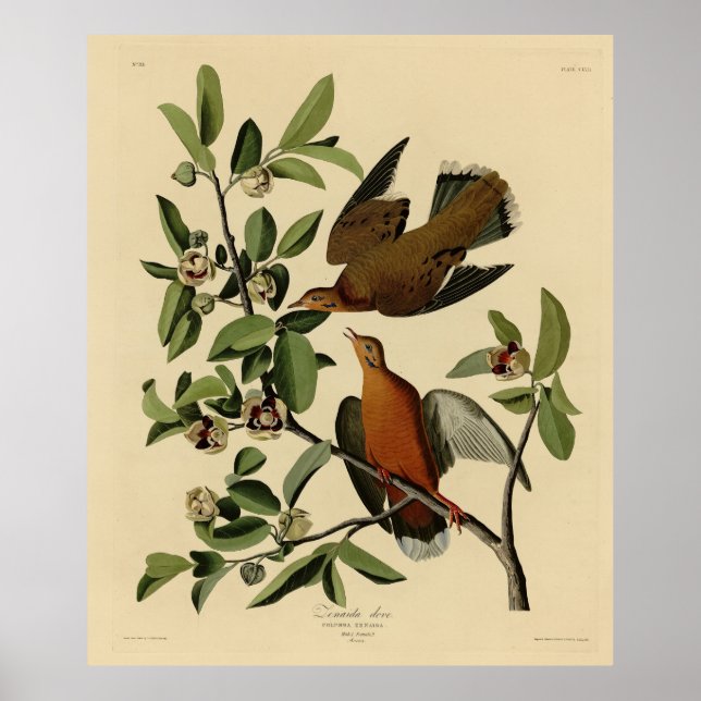 Póster Zenaida Dove de los pájaros de América de John Aud (Frente)