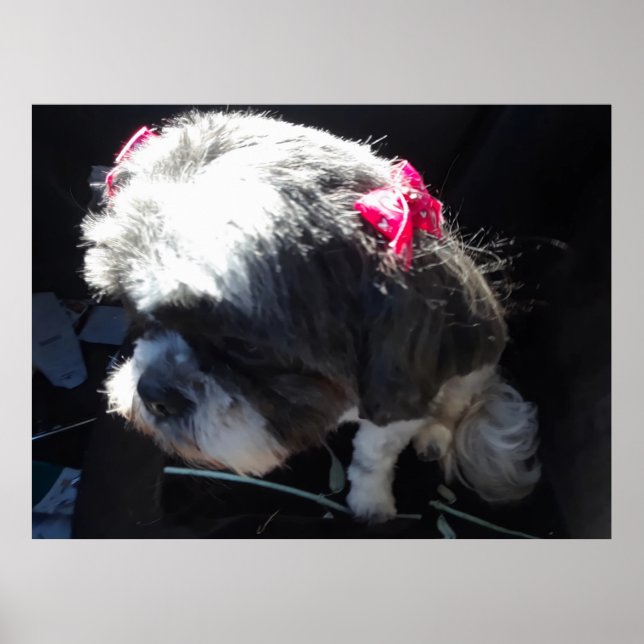 Póster Zhina es mi Princesa Shih Tzu (Frente)