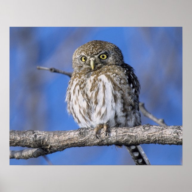 Póster Zimbabue. Acercamiento del lechón de perlas (Frente)