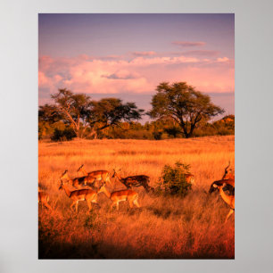 Póster Zimbabue: la naturaleza pura del antílope