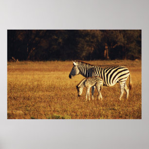 Póster Zimbabue, Parque Nacional Hwange, Linkwasha