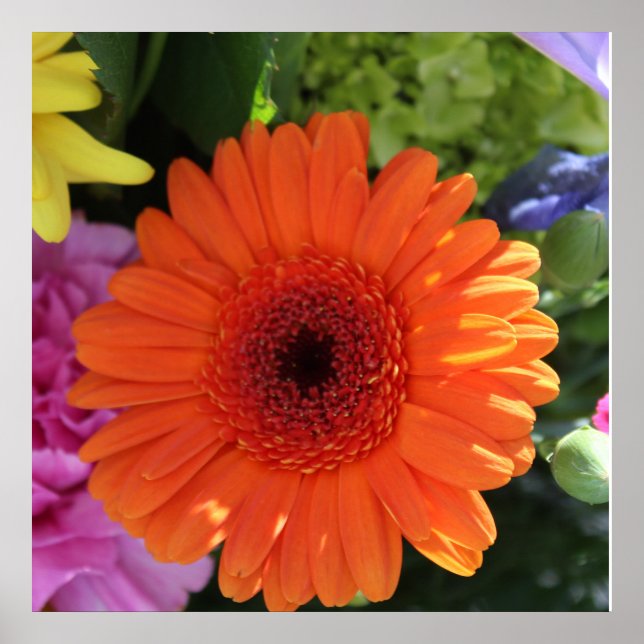 Póster Zinnia (Frente)