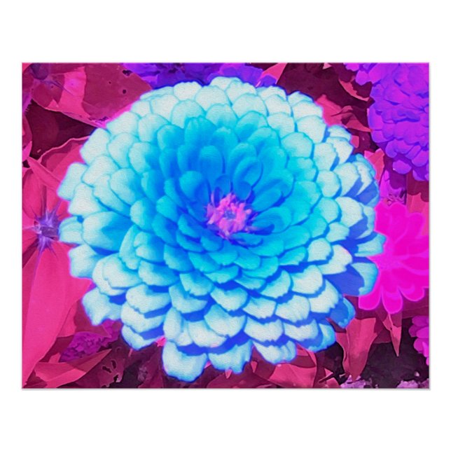 Póster Zinnia azul bonito en el jardín de verano morado (Anverso)