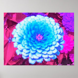 Póster Zinnia azul bonito en el jardín de verano morado