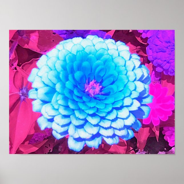 Póster Zinnia azul bonito en el jardín de verano morado (Frente)