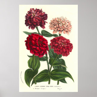 Póster Zinnia elegans / Zinnias comunes por Van Houtte