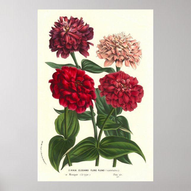 Póster Zinnia elegans / Zinnias comunes por Van Houtte (Frente)