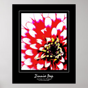 Póster Zinnia Pop Poster