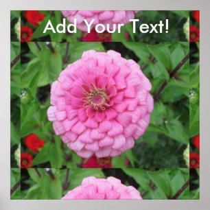 Póster Zinnia rosa floración