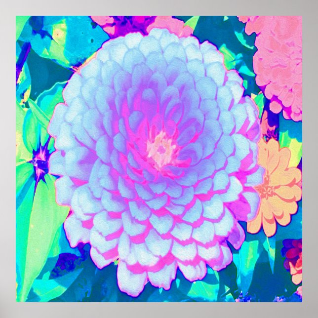 Póster Zinnia rosa y morada de bonito en el jardín de ver (Frente)