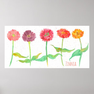 Póster Zinnia Watercolor Flowers