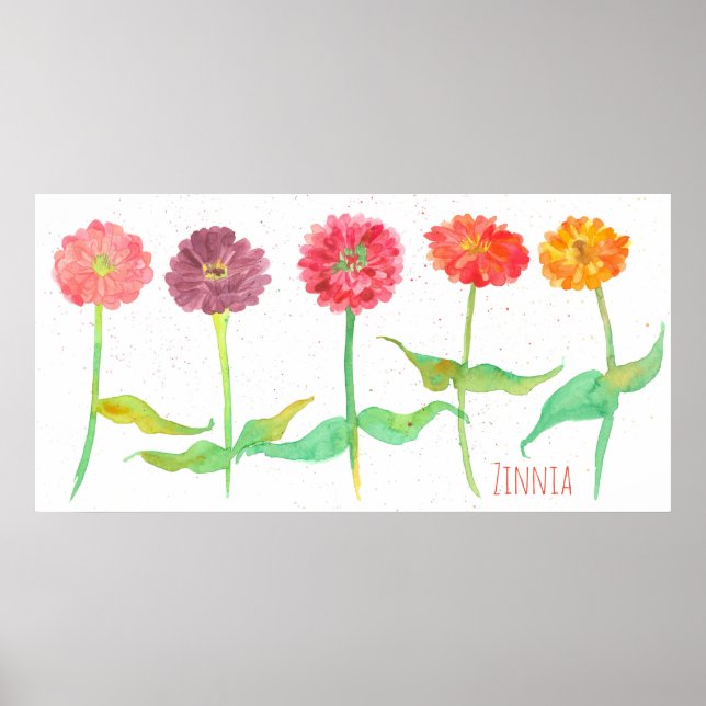 Póster Zinnia Watercolor Flowers (Frente)