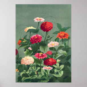 Póster Zinnias
