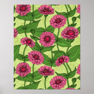 Póster Zinnias rosas sobre verde claro