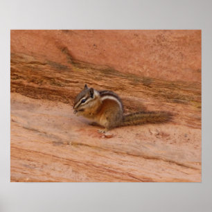 Póster Zion Chipmunk sobre las rocas rojas