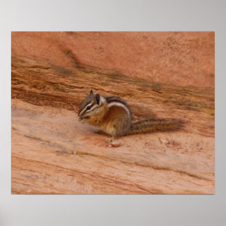Póster Zion Chipmunk sobre las rocas rojas
