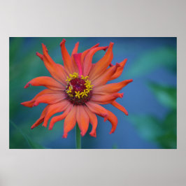 Póster Zippy Zinnia