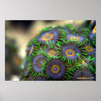 Póster Zoanthid Coral 1