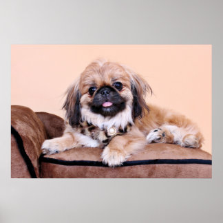 Póster Zoe - Pekingese