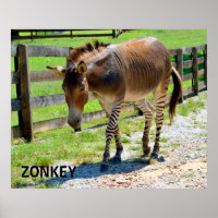Zonkey parte cebra y burro