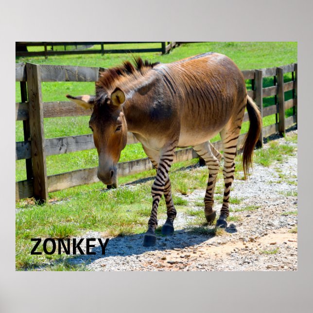 Póster Zonkey parte cebra y burro (Frente)