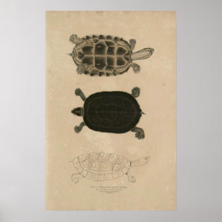 Póster zoología de India 1932 thuji terrapin
