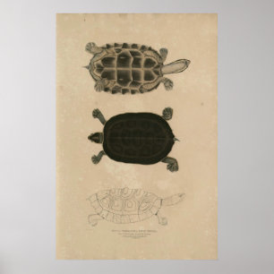 Póster zoología de la tortuga acuática 1932 del thuji de