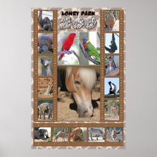 Póster Zoológico de Lowry Park