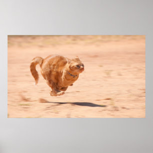 Póster Zoom Kitty