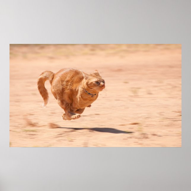 Póster Zoom Kitty (Frente)