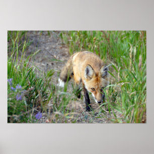 Póster Zorra Roja Furtiva, Colorado